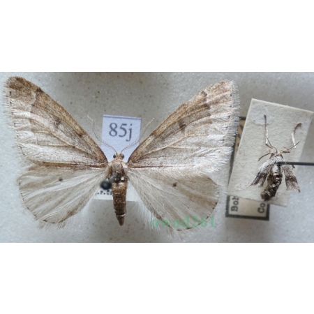Theria rupicapraria (Denis & Schiffermüller, 1775) pair Wiosennica porożyca Czech85j